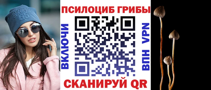 Галлюциногенные грибы Psilocybine cubensis  Кола 